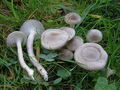 Hygrophorus agathosmus